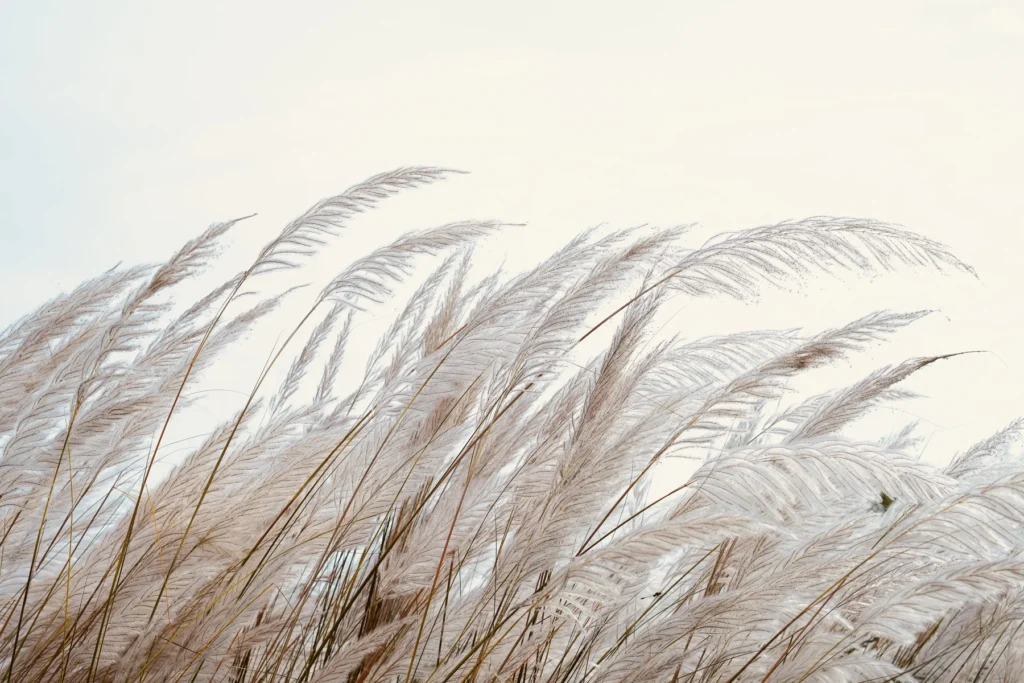 Gräser vom Wind verweht